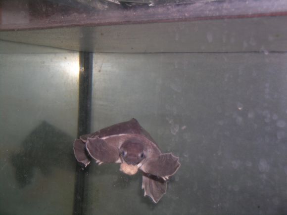 CARETTOCHELYS INSCULPTA
