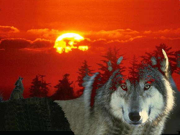 Lobo...hoy es tu cumpleaños