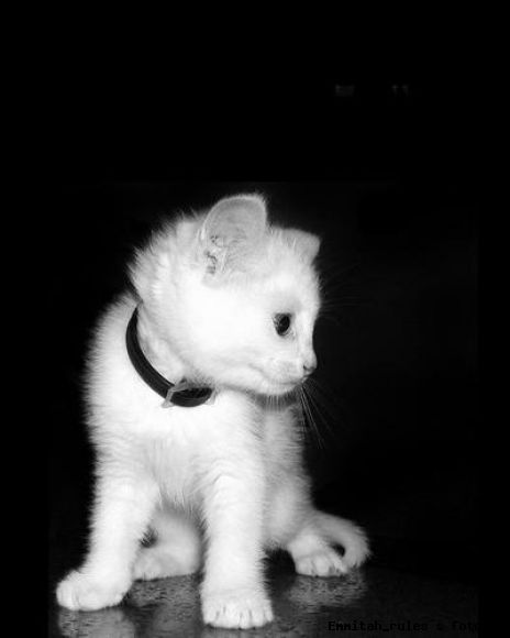 GATITO LINDO