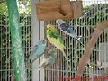 Los Periqutos Posando