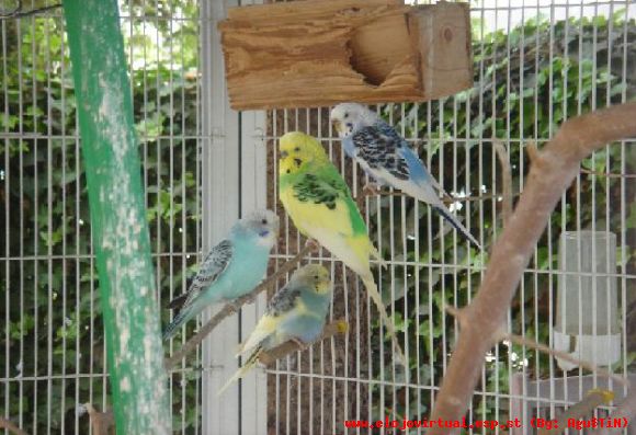 Los Periqutos Posando