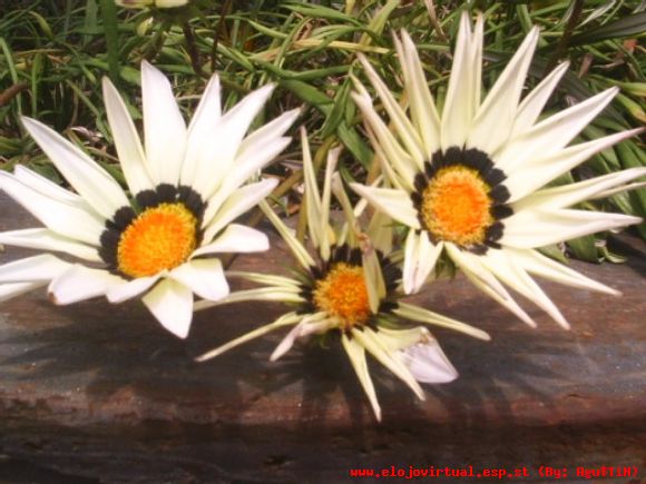 Puntiagudas