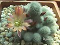 rebutia heliosa x albiflora &quot;sunrise&quot;