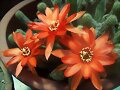 Echinopsis silvestrii
