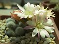 rebutia heliosa x albiflora &quot;sunrise&quot;