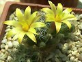 Mammillaria surculosa