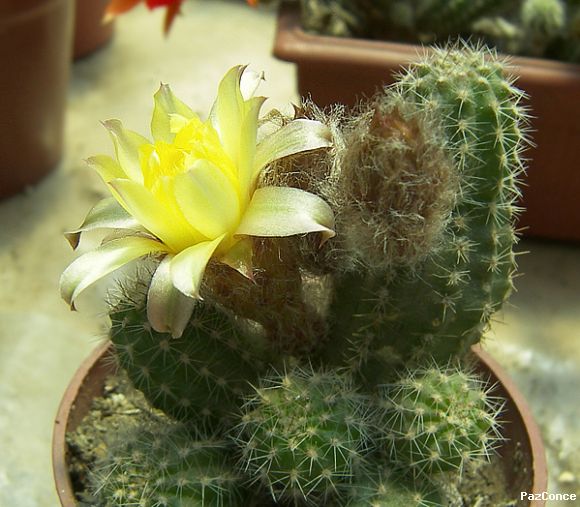 Lobivia (Echinopsis) amarilla