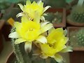 Chamaecereus hibrido