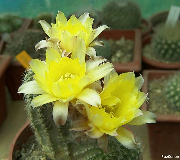 Chamaecereus hibrido
