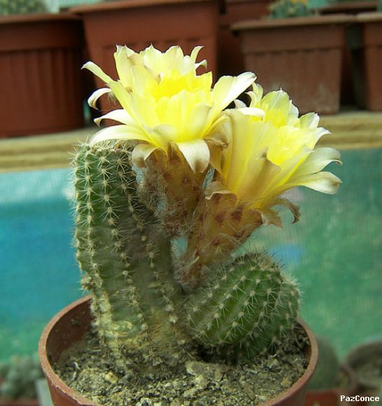 Lobivia (camaecereus) amarilla