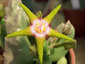 Stapelia flavopurpurea