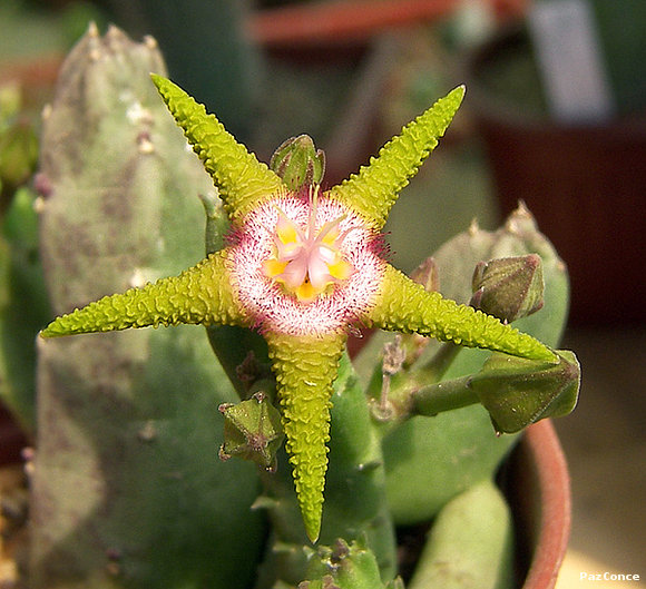 Stapelia flavopurpurea