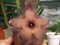 Stapelia hirsuta