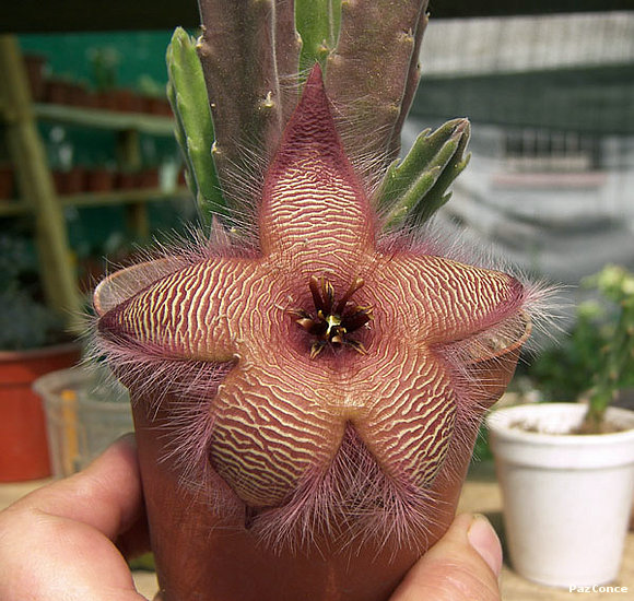 Stapelia hirsuta