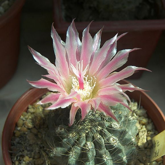 Eriosyce crispa v. crispa