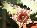 Huernia