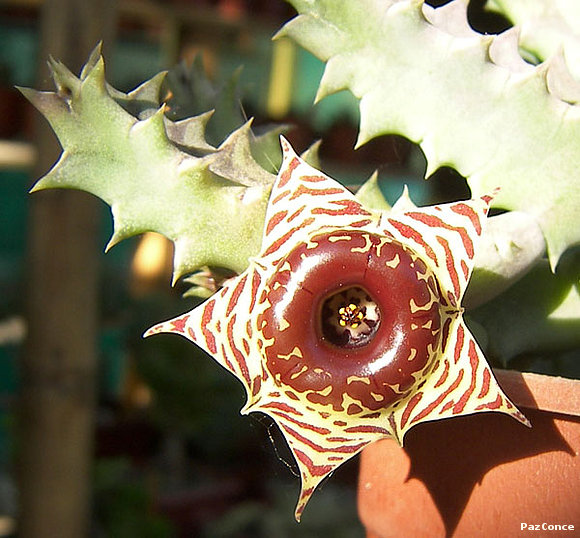 Huernia