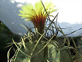 Astrophytum capricorne
