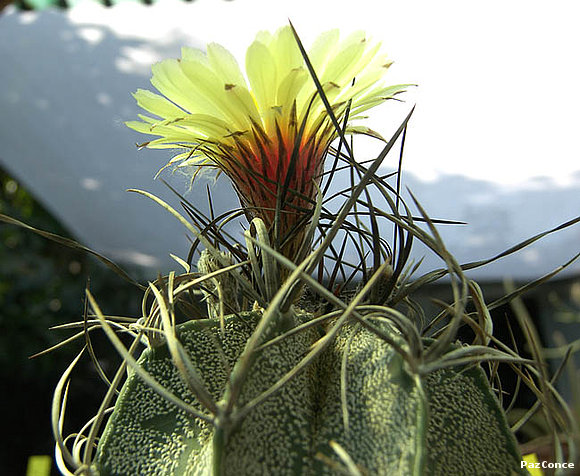 Astrophytum capricorne