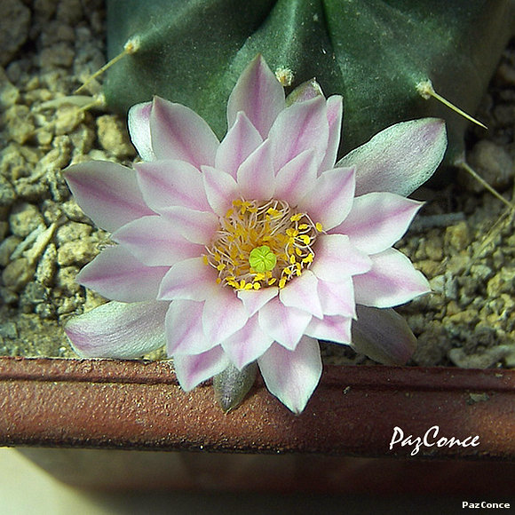 Echinicereus knipelianus