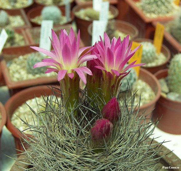 Eriosyce senilis
