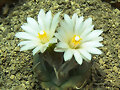 Turbinicarpus
