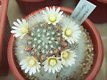 Mammillaria schwarzii
