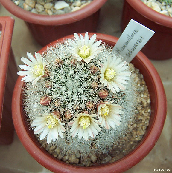 Mammillaria schwarzii