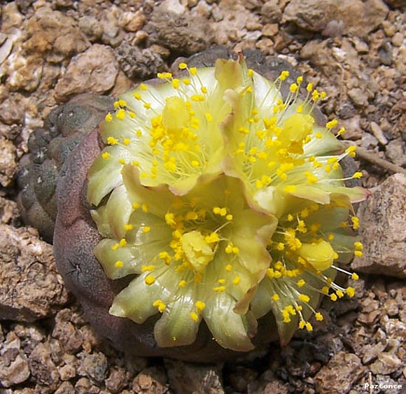 Copiapoa Hypogaea