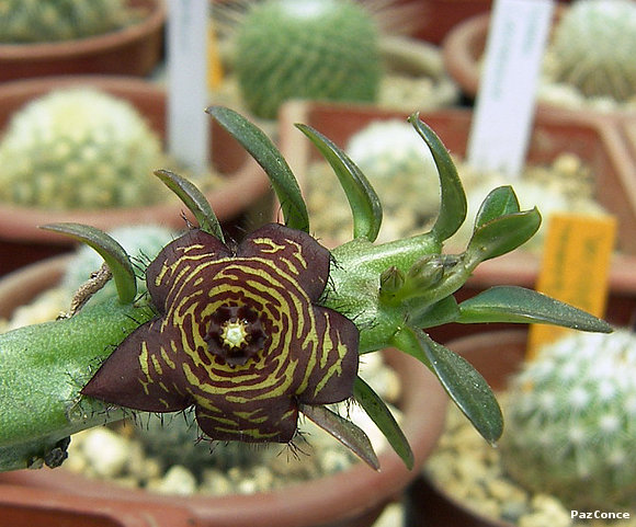 bella flor!