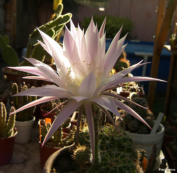 Echinopsis