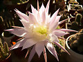 Echinopsis