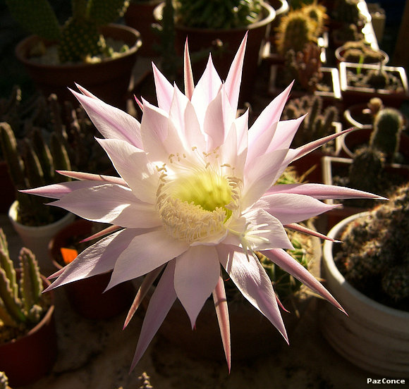 Echinopsis