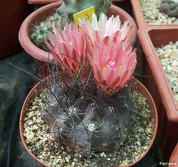 Eriosyce crispa crispa