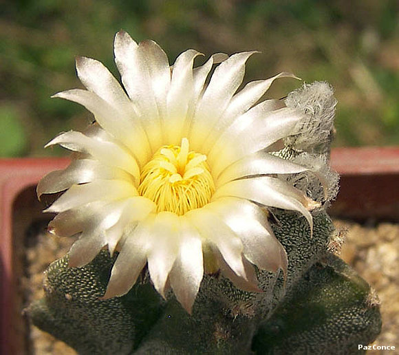 Astrophytum