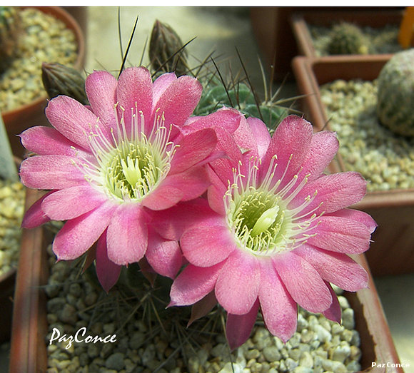 Echinopsis