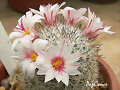 Mammillaria albicans