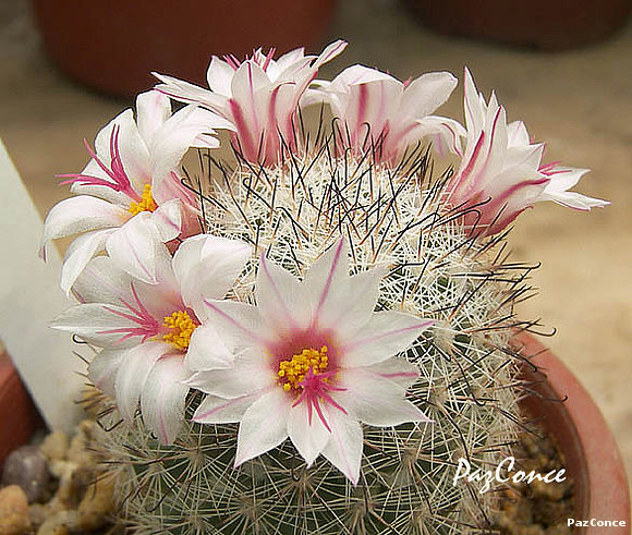 Mammillaria albicans