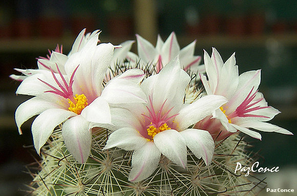 Mammillaria albicans