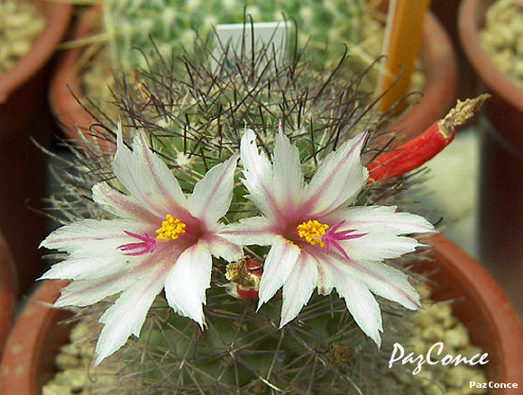 Mammillaria fraileana