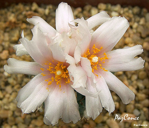 Turbinicarpus lophophoroide