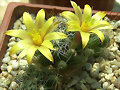 Mammillaria surculosa