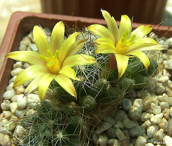 Mammillaria surculosa