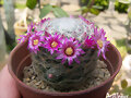 Mammillaria laui dasyacantha