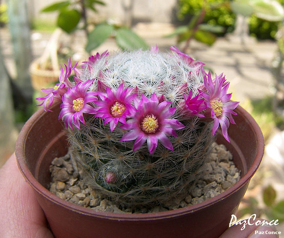 Mammillaria laui dasyacantha