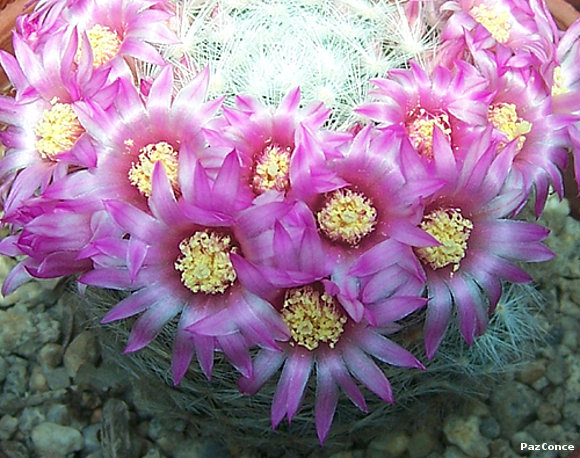 Mammillaria laui dasyacantha
