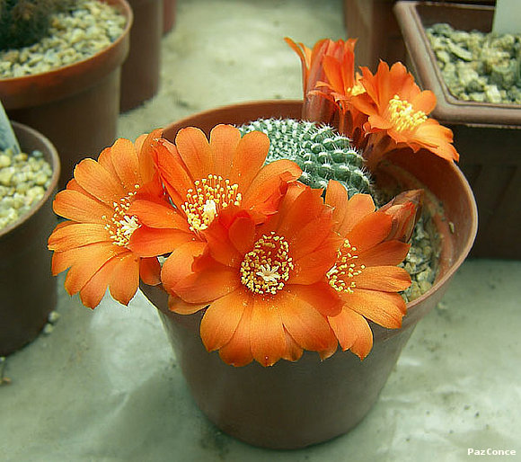 Rebutia krainziana