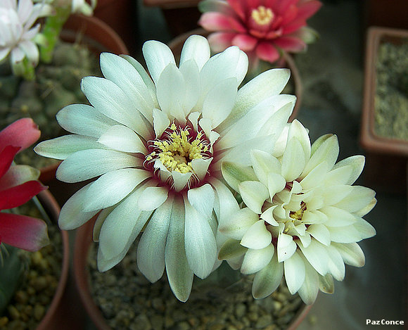 Gymnocalycium