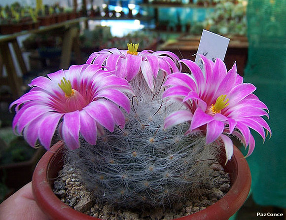 Mammillaria guelzowiana