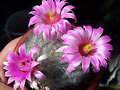 Mammillaria guelzowiana